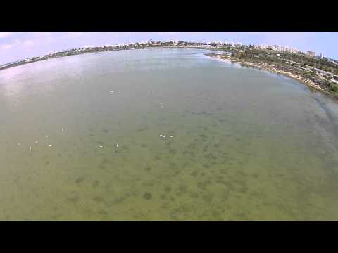 01.04.2015 Larnaca, Flamingos 1/2