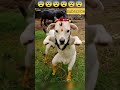 Cow Videos Amba Amba Amba Hamba Shots Tending Dance