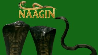Download lagu Naagin Season 7 New Snake Animation On Green Screen  mp3