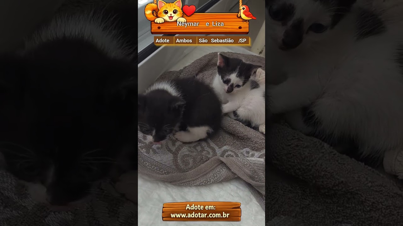 Gato raça SRD-ViraLata idade Abaixo de 2 meses nome Neymar e Liza