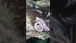 Download lagu Risks of Fishing in Oil Palm Plantations #shorts #fishing #oil palm mp3