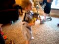 Sesame Street Birdcall Boogie