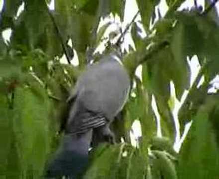 Pigeons - Flirting or Fighting?