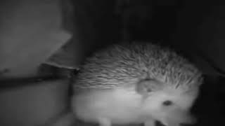 Cover art for Jeż Kichnął