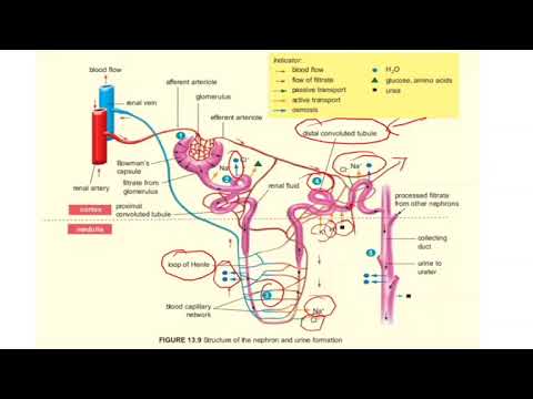 Biology Form 4- Chapter 13|13.2 Urinary System|13.3 Health Issues Related to Human Urinary System