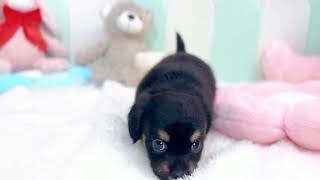 ハーフ犬の動画01