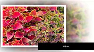10 Thriving Plants For Shade Containers