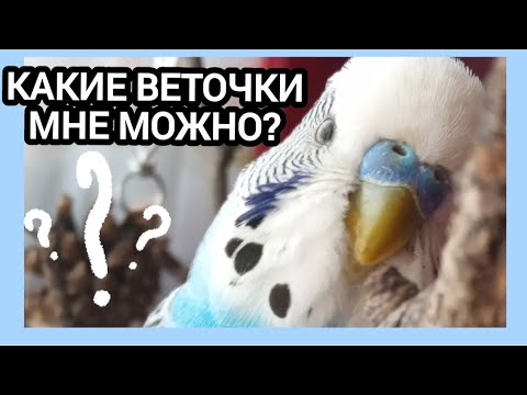 Что можно волнистым попугаям. Какие веточки можно давать попугаю. Ветки каких деревьев можно давать попугаю. Копошилка для попугаев корелла. Какие ветки деревьев можно попугаям.
