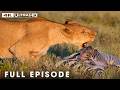 Wild Savannah Nature S Most Extraordinary Moments FULL EPISODE Wildlife Documentary