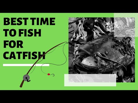 💥 What is the Best Time to Fish for Catfish?