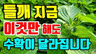 들깨 2차순치기후  이거 같이하면 수확량이 많아져요