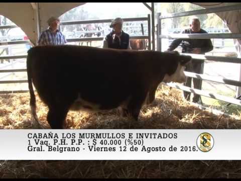 12-08-16 Venta de Hembras P.H. P.P. - Cabaña Los Murmullos e invitados - Gral Belgrano.