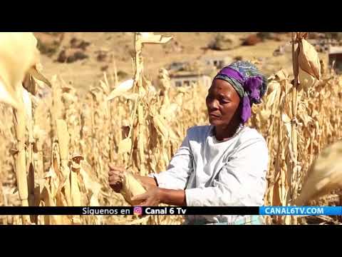 Video: Reporte de la FAO alerta sobre impactos de desatres en seguridad alimentaria