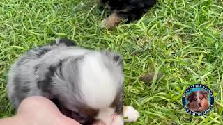 Video preview image #1 Miniature Australian Shepherd Puppy For Sale in GRANBURY, TX, USA