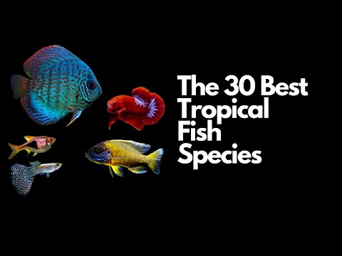 The 30 Best Tropical Fish Species🐠