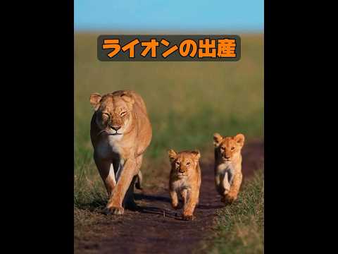 母性愛は種を超えるのか？ #animals #動物 #動物プロダクション #自然