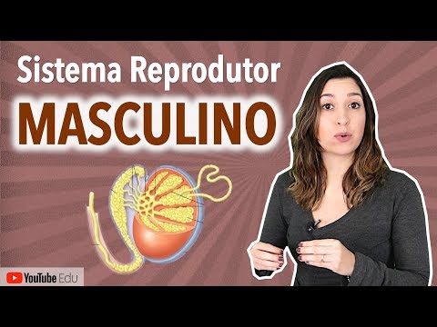 Male Reproductive System | Anatomy etc