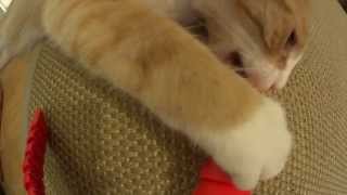 Cat eating tripod