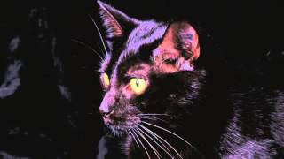 BenZel & Cashmere Cat feat. Juicy J - Four