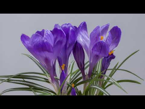 Best of Deep House 2020 | Mix vol.2 by Mixupload.com 4k