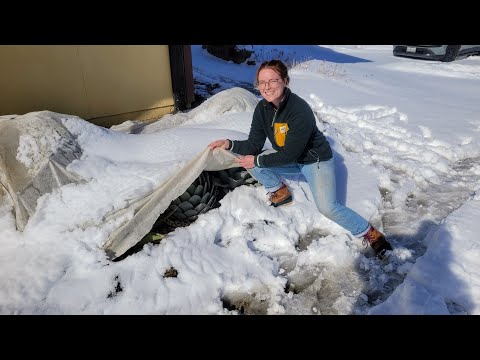 4 Tips to Get Succulents through WINTER | Frost Hardy Succulents