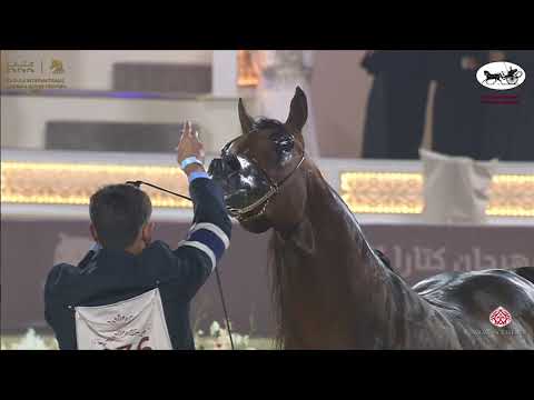N 236 SATTAM AL ZOBAIR   Katara International Arabian Horse Festival   Stallions 7 10 Years Old Clas
