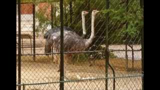 Dirty to the Bone - Jeff Lynn&#39;s Electric Light Orchestra - Ostrich&#39;s Kisses from le Merle Siffleur