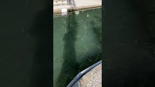 たった5秒でビワマスを釣る方法！