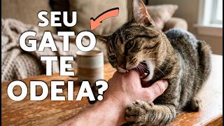 Por que meu gato me ataca e morde aleatoriamente? 😾🥊 Agressão felina explicada