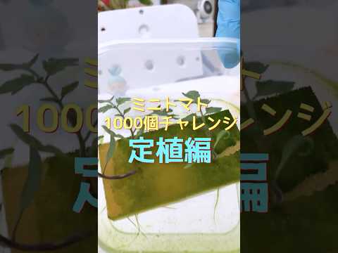 園芸 トマトの種を収穫する