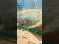 Hedgehog 🦔🦔 sleeping 😴😴
