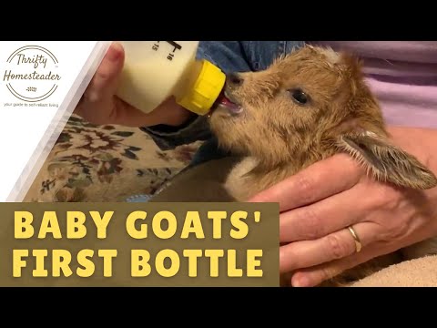 , title : 'Baby Goats' First Bottle'