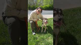 Video preview image #1 Mutt Puppy For Sale in Thomasville, NC, USA