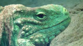 preview picture of video 'TerraZoo Rheinberg - Nashornleguan'