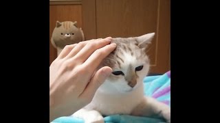 例のお尻叩かれると喜ぶ我が家の猫。