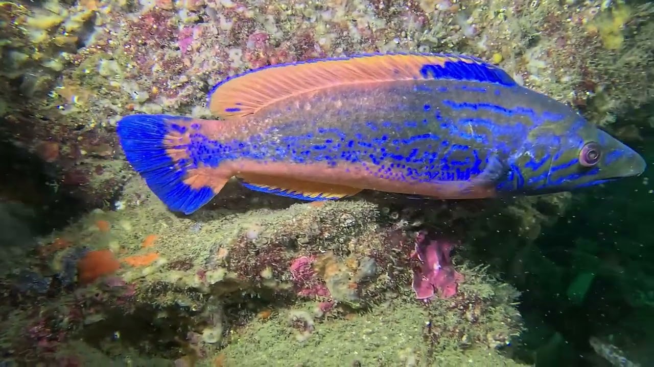 Parque Marinho Luiz Saldanha - 12 de Maio de 2024