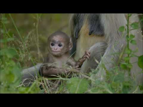 Doku : Wildes Eden   Indien