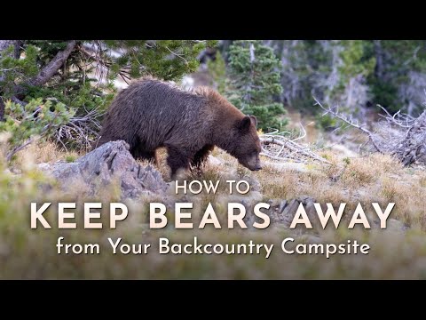 Backpacking Safely in Bear Country: Tips for Keeping Your Fears at Bay