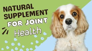 Natural Anti-Inflammatory and Joint Relief for Dogs | Dog Gone Pain (DGP) Chews Review