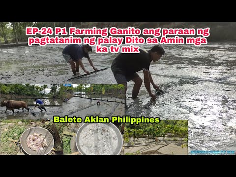 EP-24 P1 Rice Planting Ganito ang paraan ng pagtatanim ng palay Dito sa Amin ka tv mix Balete Aklan