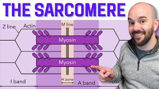 The Sarcomere Made Easy - Here's how to study it!