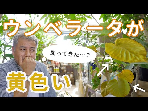 キョウチクトウの葉が黄色くなる理由 問題の治療法を診断する方法