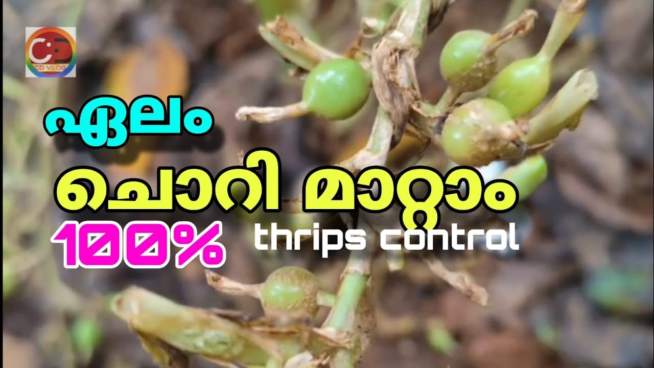 ഏലം I അൽപ്പം ശ്രദ്ധിച്ചാൽ ഏലക്കായ് ചൊറി ഉണ്ടാകില്ല I ചൊറി 100% നിയന്ത്രിക്കാം I നല്ല വില നേടാം  | Cardamom I With a little care, cardamom will not get scabies. Scabies can be controlled 100% I can get a good price