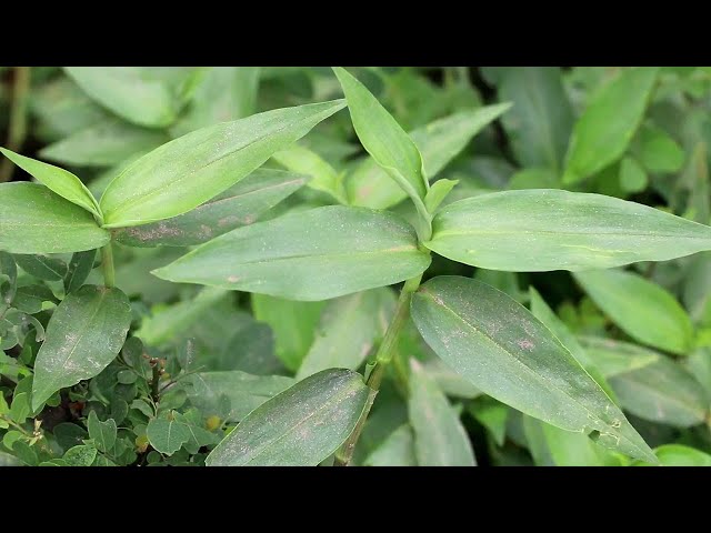 Wymowa wideo od family Commelinaceae na Angielski