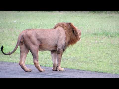 Hip scar majingilane male lion  (londolozi 2013) R.I.P piercing eyes