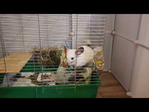 Opieka nad szynszylą po zabiegu i podawani leków.