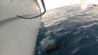 More Tuna tagging Project Video at PSFL