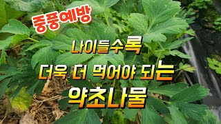 중풍다스리는 방풍나물효능 나이들수록 더욱더 먹어야되는 약초