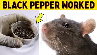 Black pepper to get rid of rats and mice in walls and ceiling naturally and fast