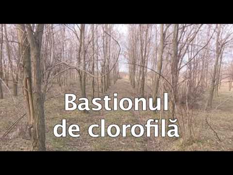 Valea Mărului, jud. Galați, comuna campioană la împăduriri